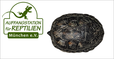 Logo der Auffangstation für Reptilien München e.V. neben einem Schildkrötenpanzer